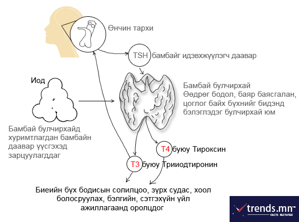 БАМБАЙ БУЛЧИРХАЙН ҮЙЛ АЖИЛЛАГААНЫ ХЯМРАЛ ба ТАМХИны нөлөө | trends.mn